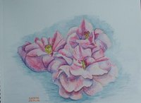 Cam&eacute;lias 1